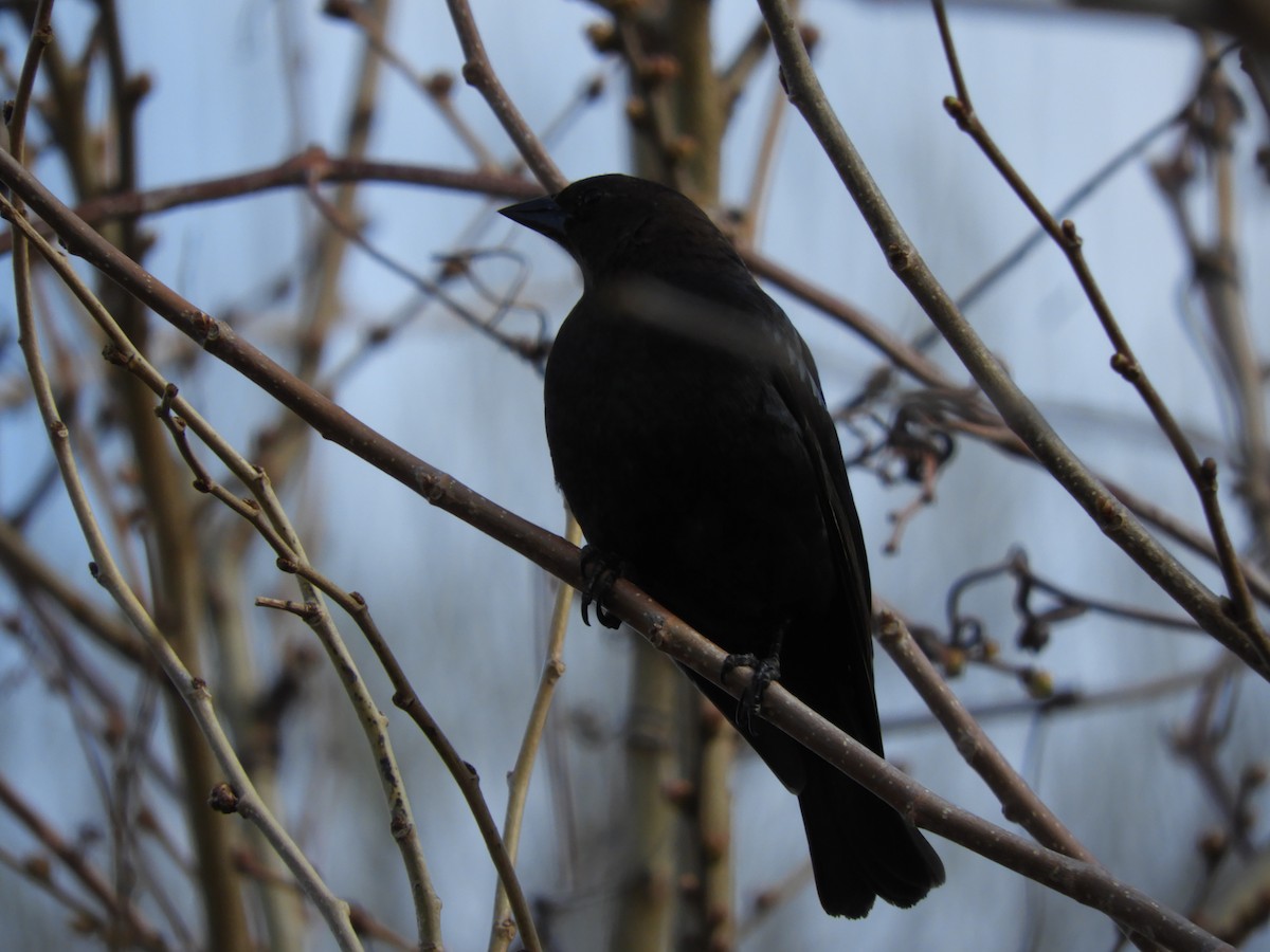 Brown-headed Cowbird - ML221429331