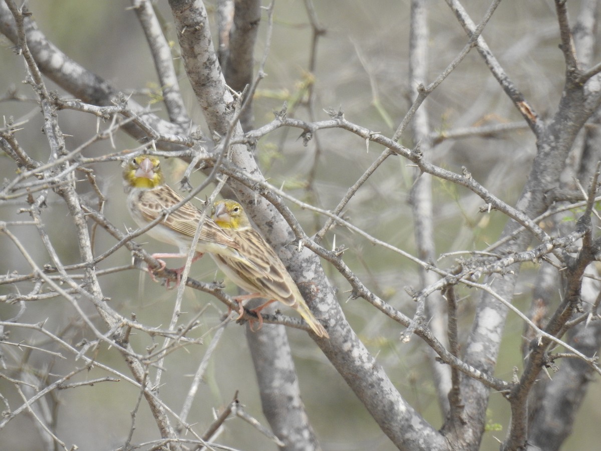 Sulphur-throated Finch - ML221430711