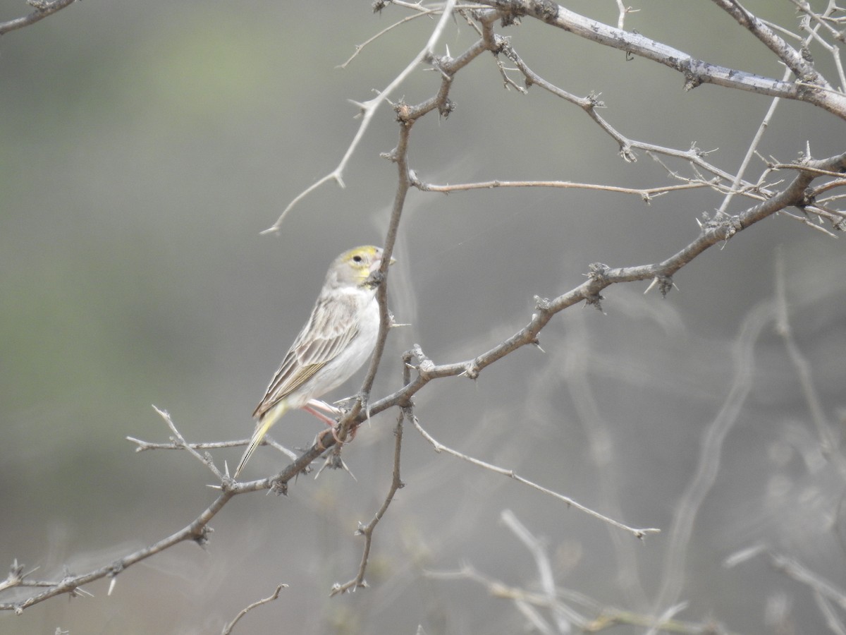 Sulphur-throated Finch - ML221430731