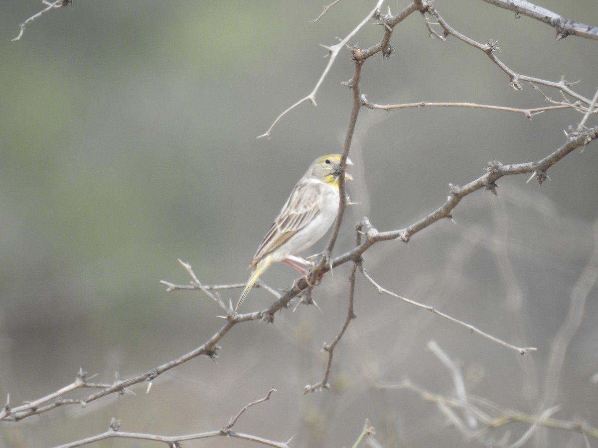 Sulphur-throated Finch - Fernando Angulo - CORBIDI