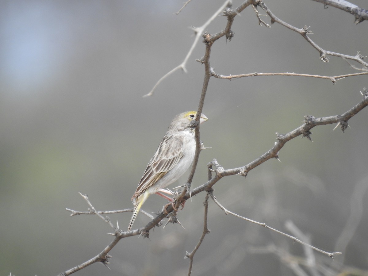 Sulphur-throated Finch - ML221430771