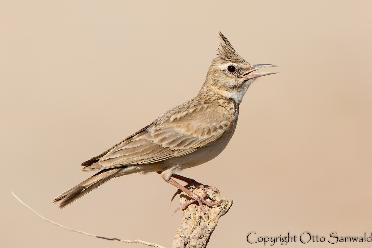 Crested Lark (Maghreb) - Otto Samwald