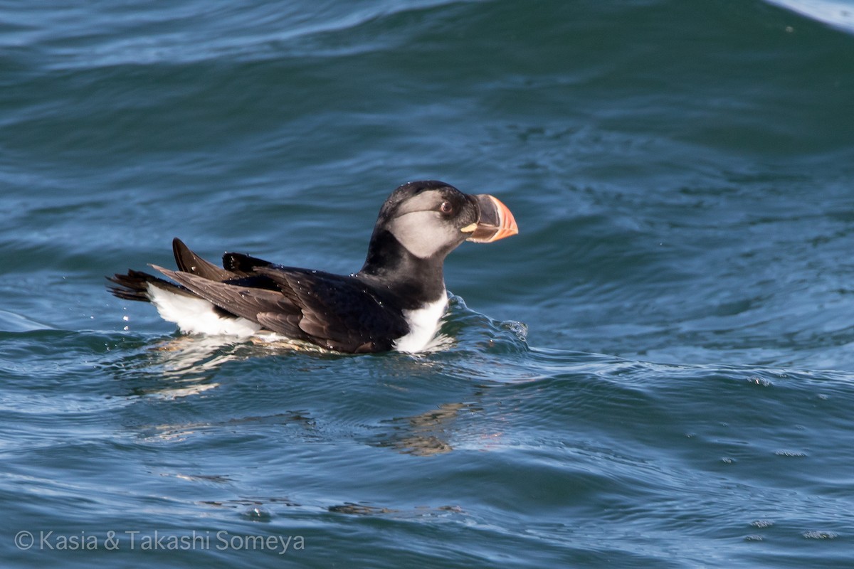 Horned Puffin - ML22143161