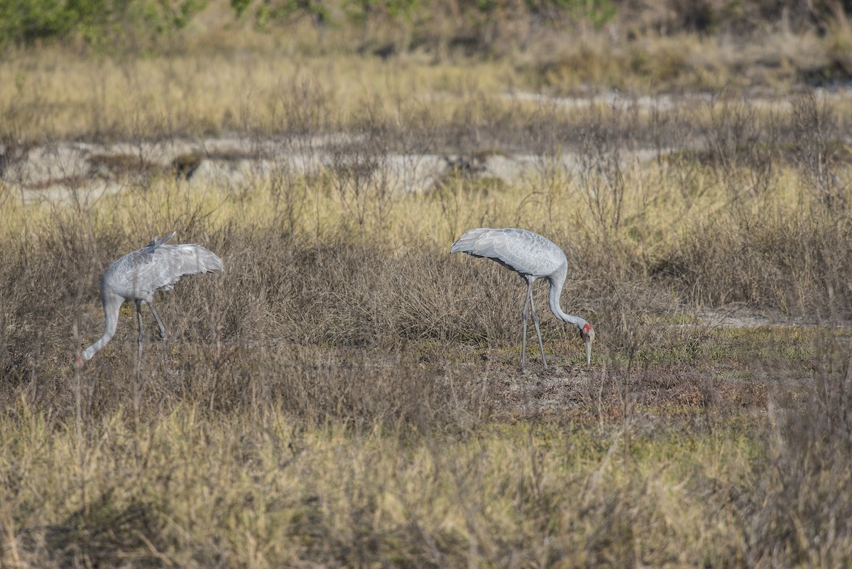 Brolga - Gary & Robyn Wilson