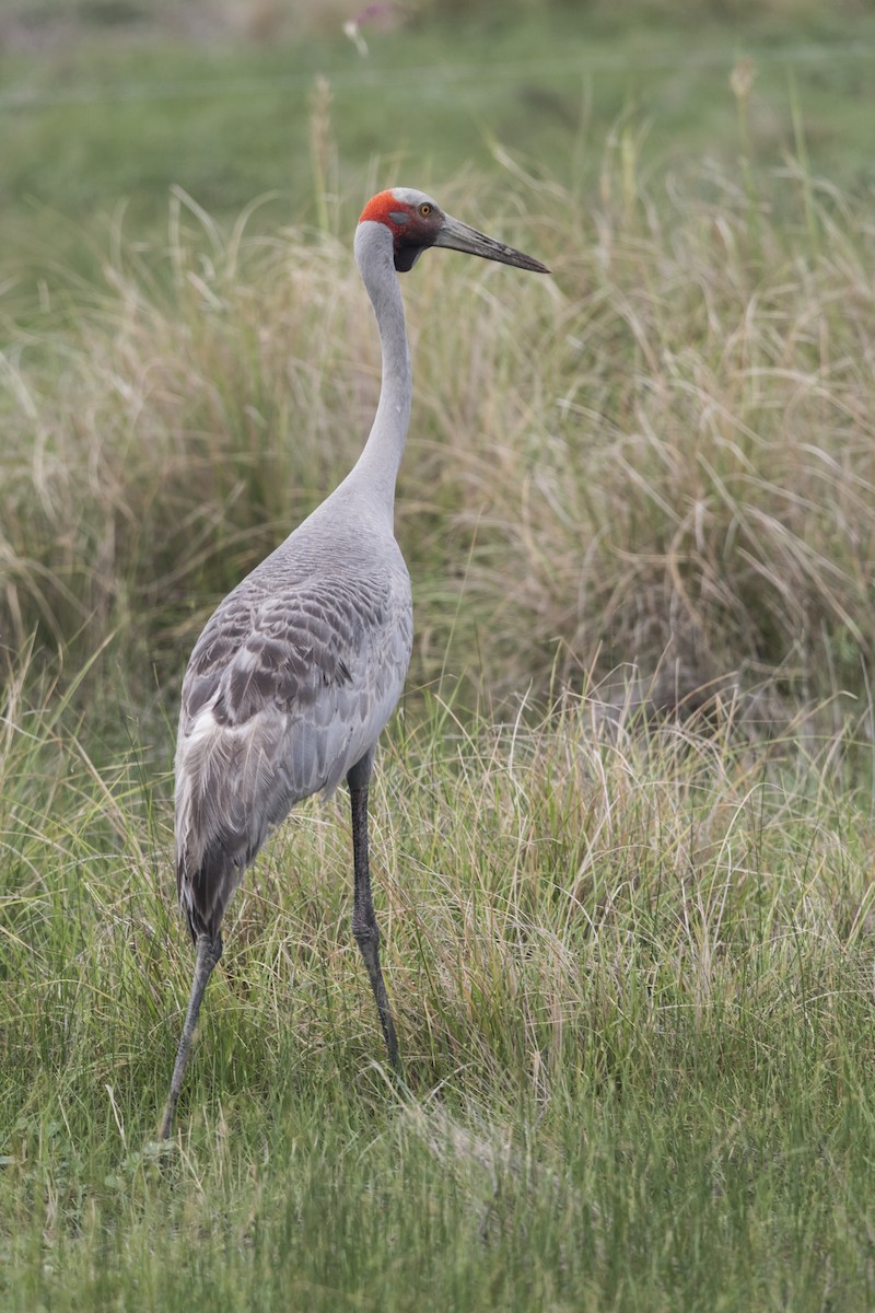 Grulla Brolga - ML221431701