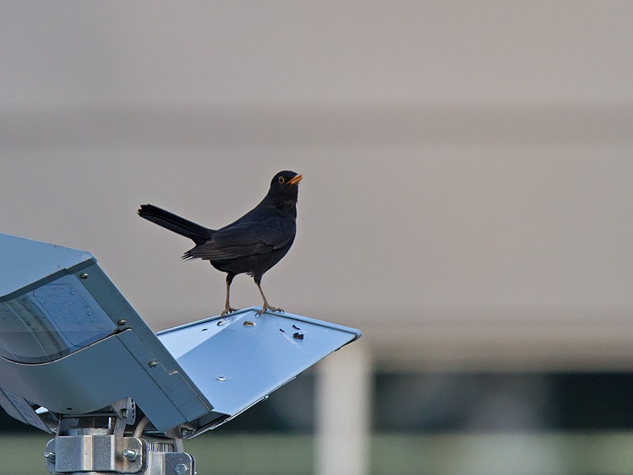 Eurasian Blackbird - ML221433281