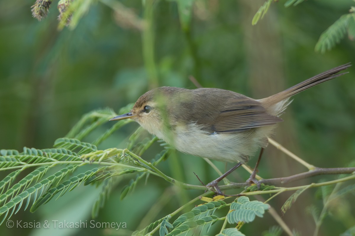 Japanese Bush Warbler (Bonin) - ML22143411