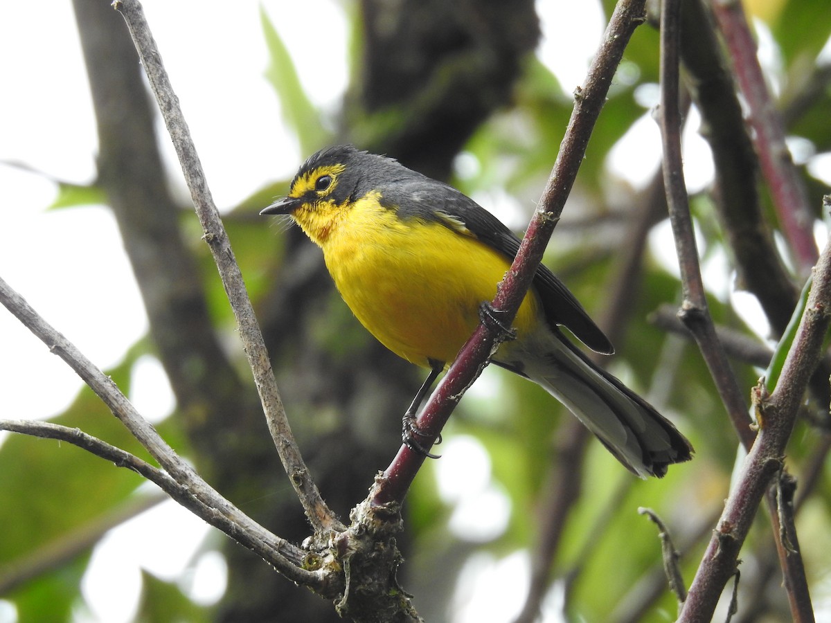 Spectacled Redstart - ML221434231