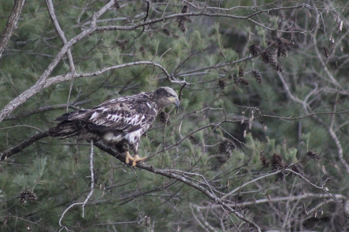 Bald Eagle - ML221434481