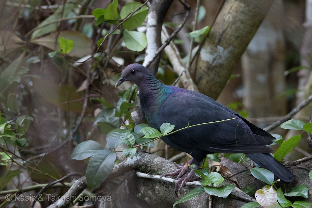 Black Wood-Pigeon - ML22143451