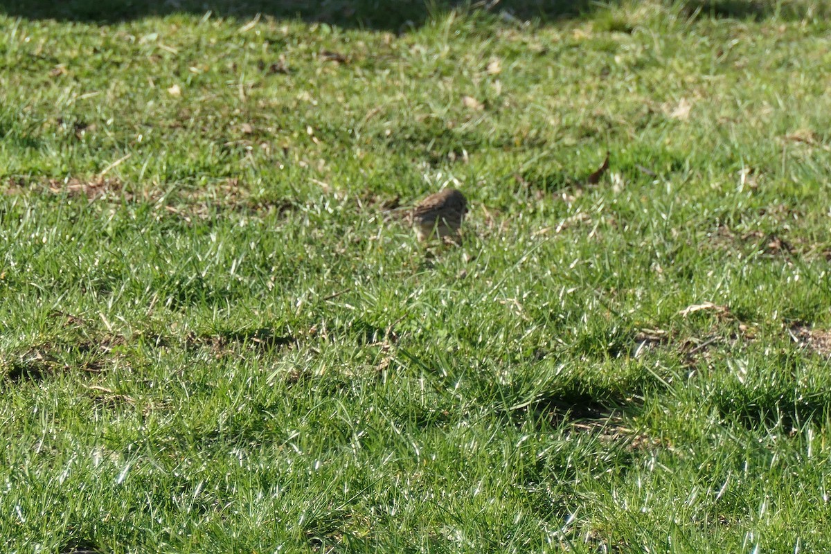 Vesper Sparrow - ML221434921