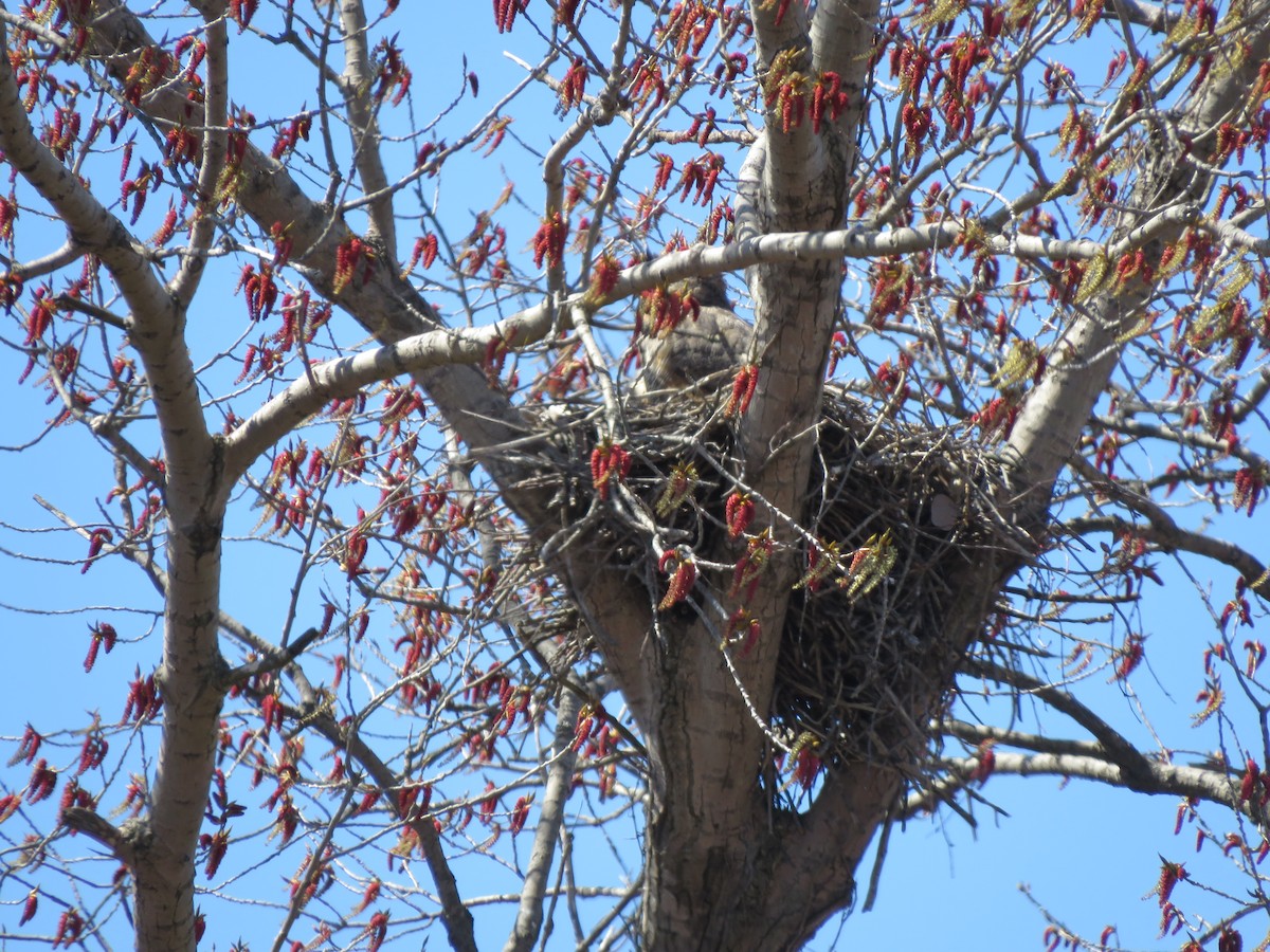 Great Horned Owl - ML221437051