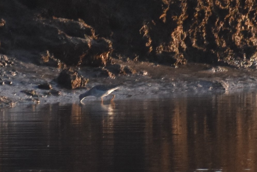 Greater Yellowlegs - ML221437531