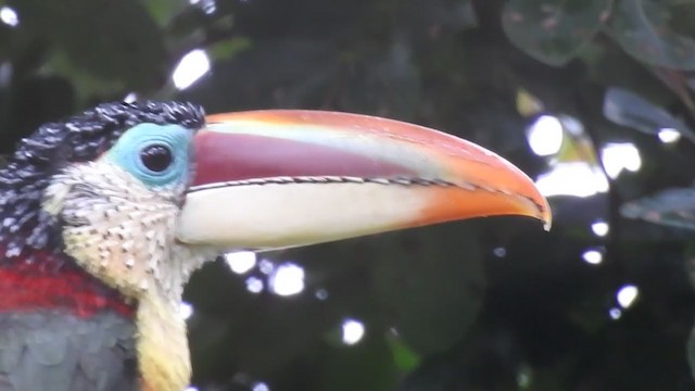 Curl-crested Aracari - ML221437821