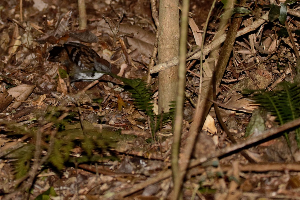 Australian Logrunner - ML221438061
