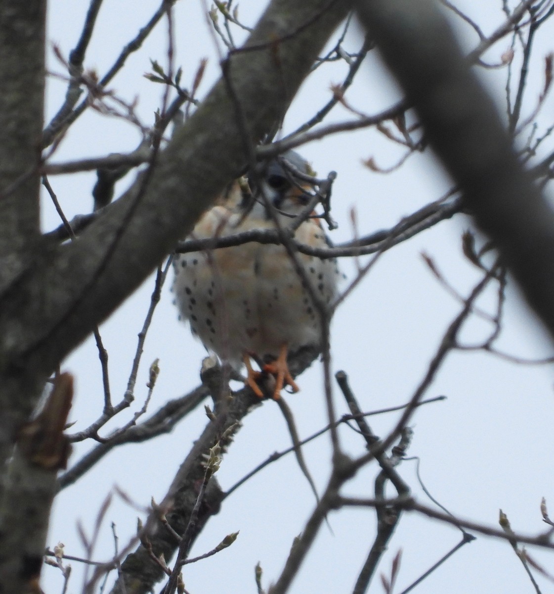 American Kestrel - ML221438421