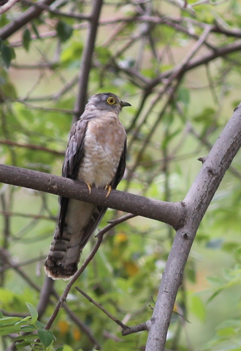 Common Hawk-Cuckoo - Chandrika Khirani