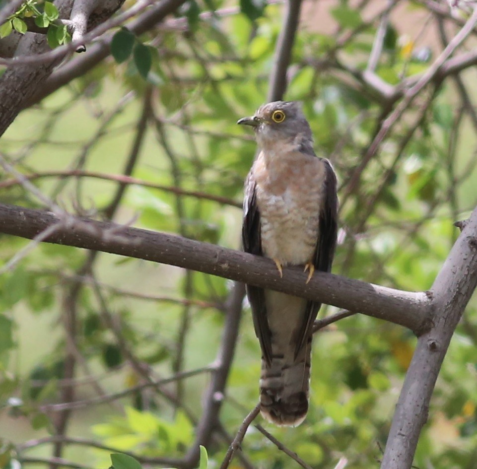 Common Hawk-Cuckoo - Chandrika Khirani