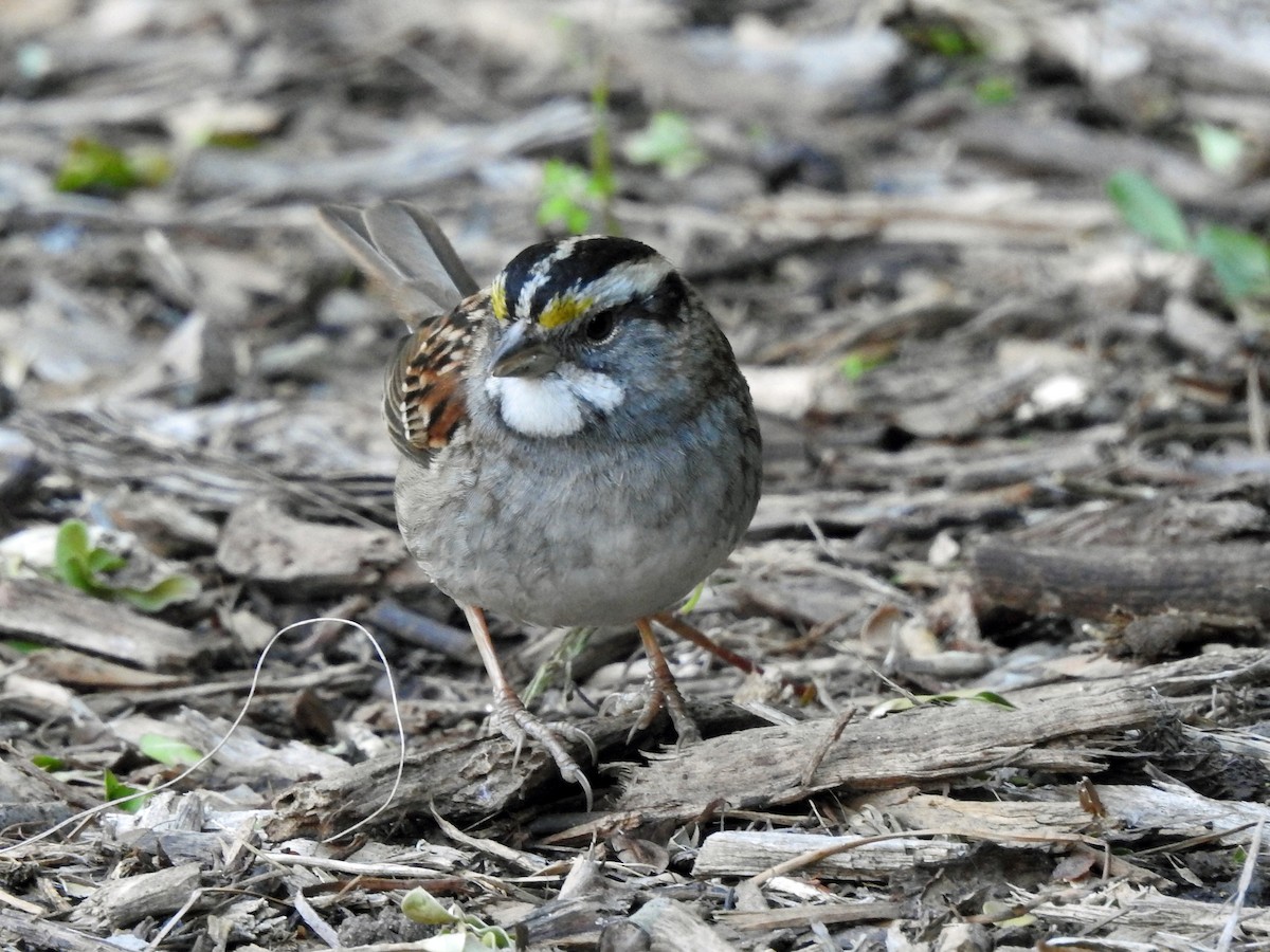White-throated Sparrow - ML22143941