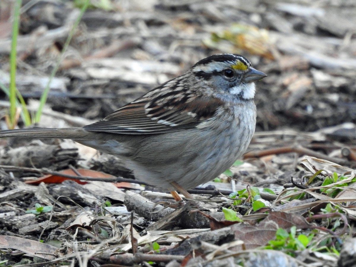 White-throated Sparrow - ML22143961