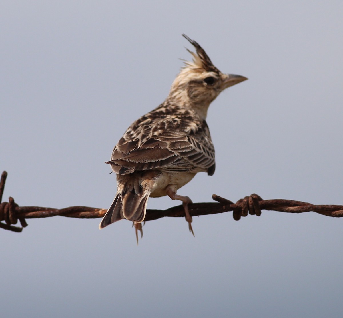 Malabar Lark - ML221439611