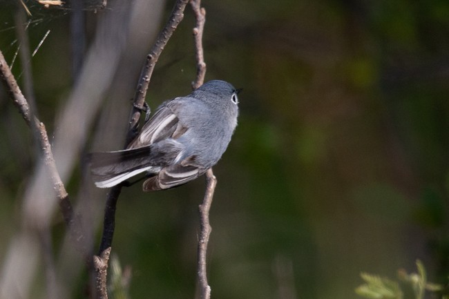 Blue-gray Gnatcatcher - ML221440541