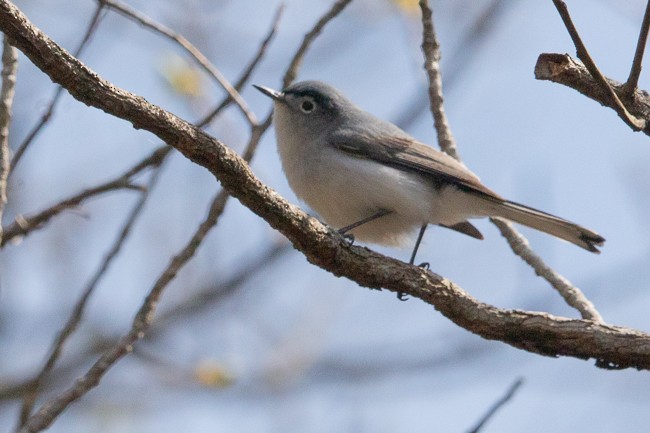 Blue-gray Gnatcatcher - ML221440561