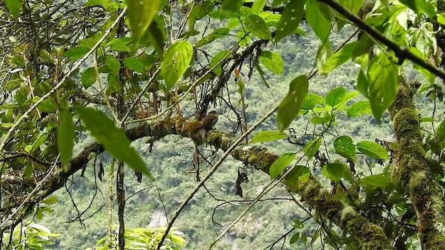 Black-streaked Puffbird - ML221441311