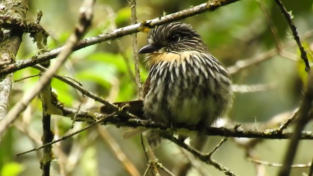 Black-streaked Puffbird - ML221441551