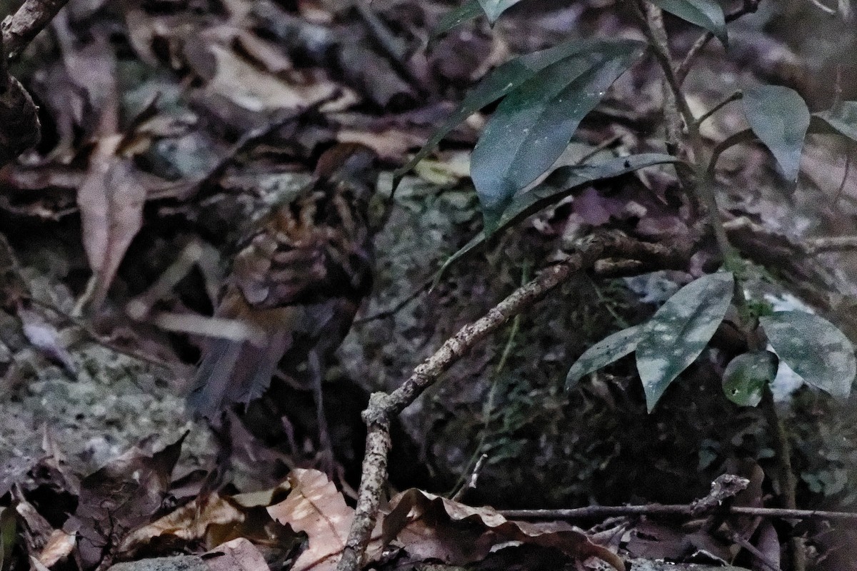 Australian Logrunner - ML221442581