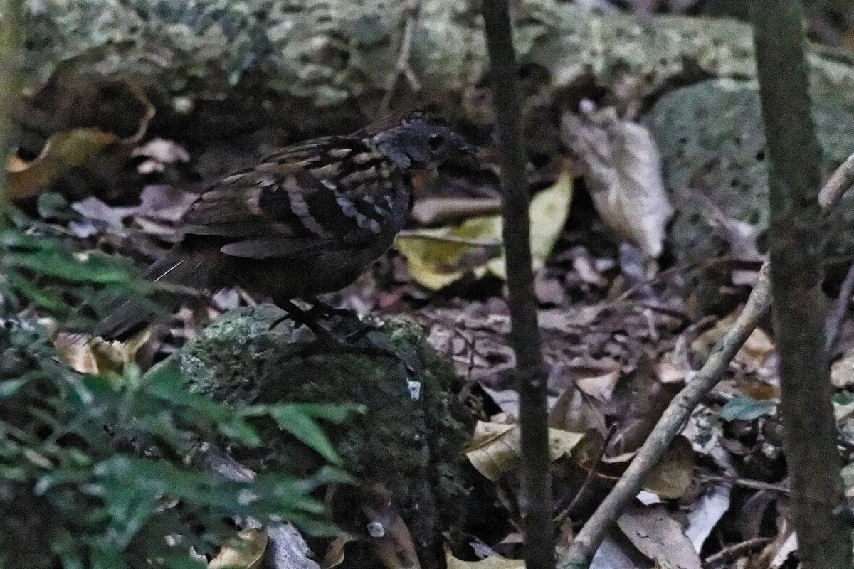 Australian Logrunner - ML221442601