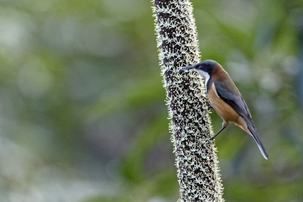 Eastern Spinebill - ML221442921