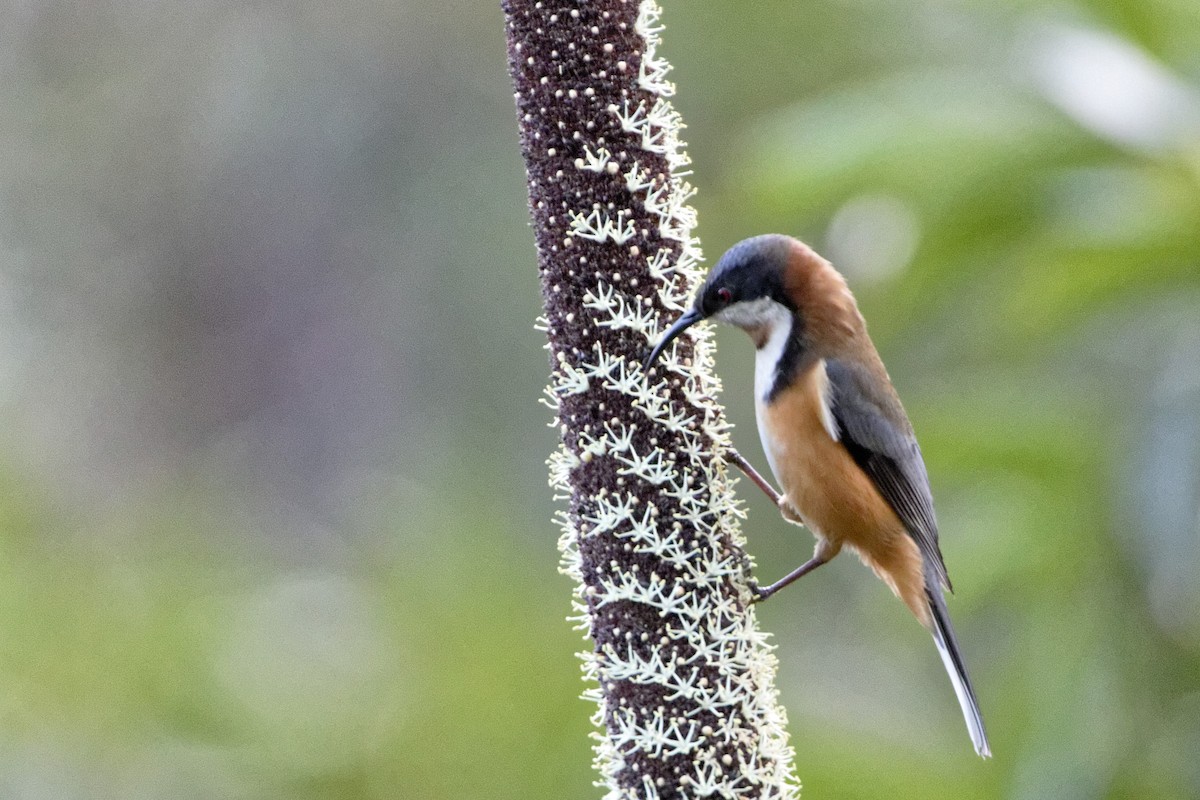 Eastern Spinebill - Anonymous