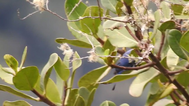 Masked Flowerpiercer - ML221443161