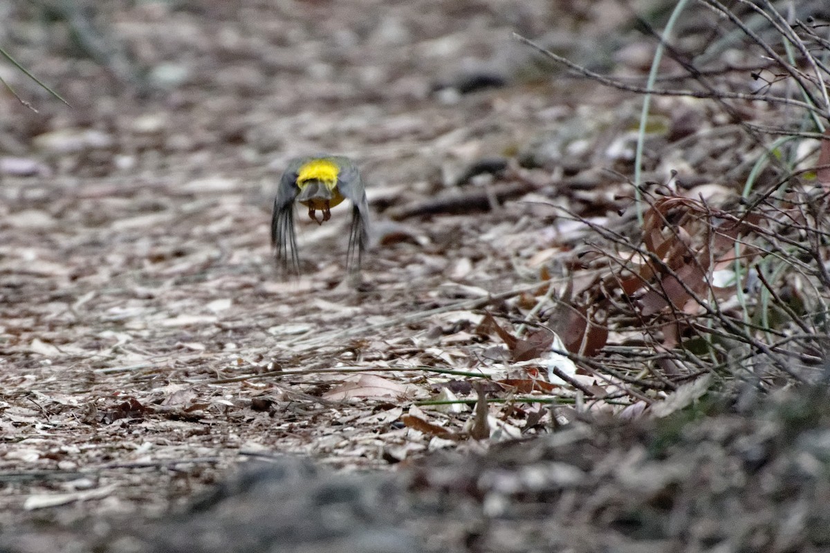 Miro à poitrine jaune - ML221443281