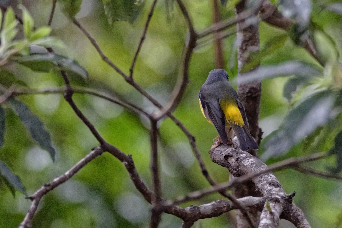 Eastern Yellow Robin - Anonymous