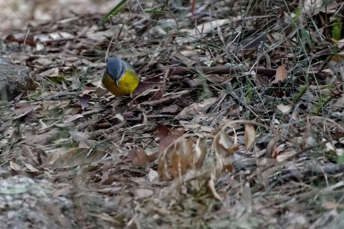 Eastern Yellow Robin - ML221443611