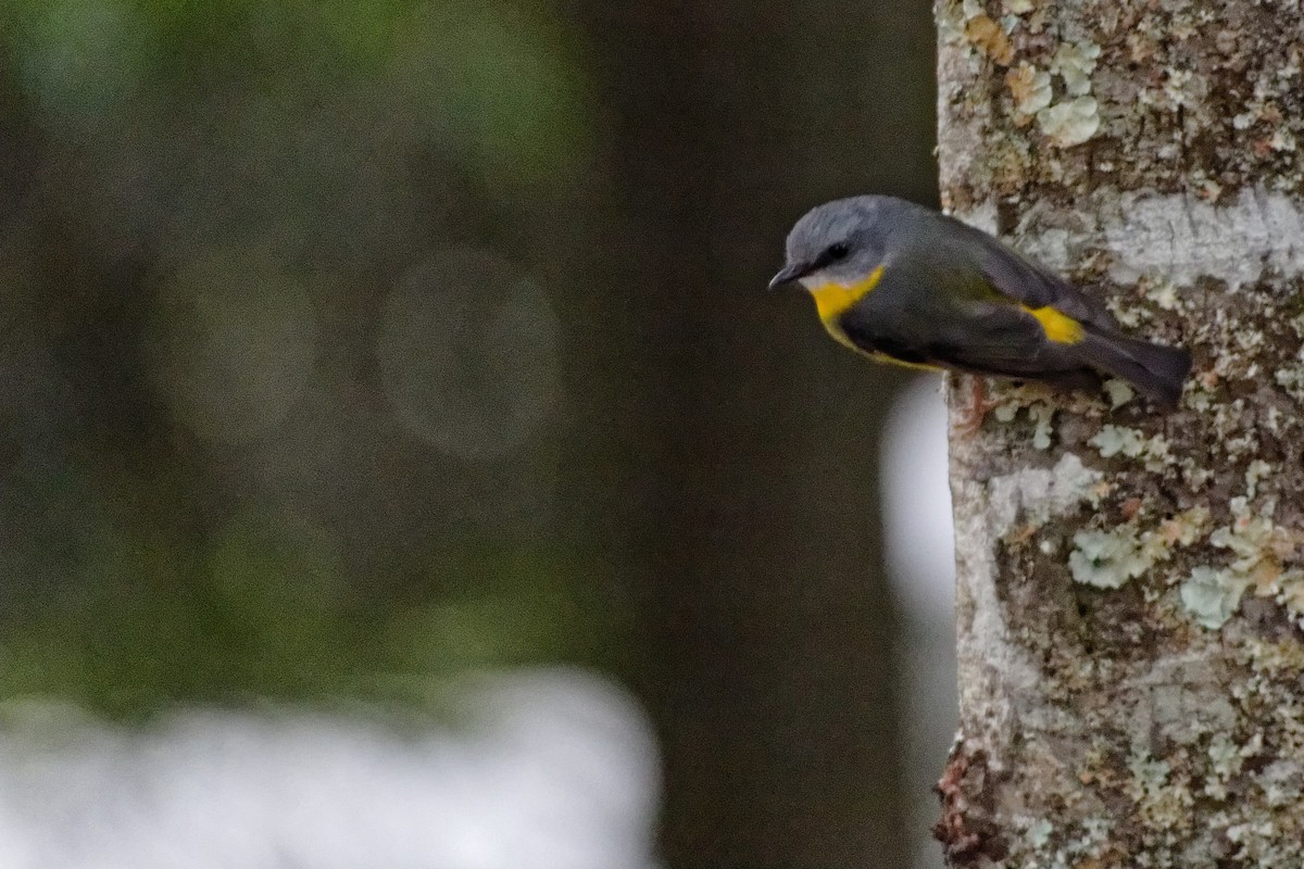 Eastern Yellow Robin - ML221443641