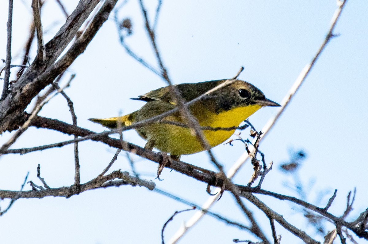 Common Yellowthroat - Susan Mac