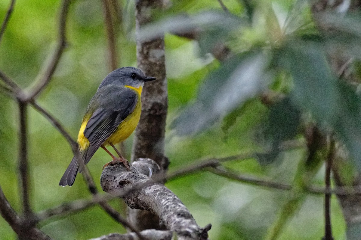 Eastern Yellow Robin - Anonymous