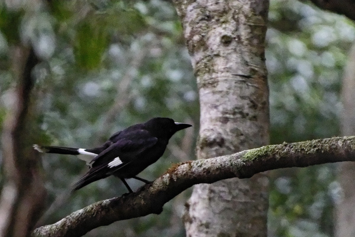 Pied Currawong - Anonymous