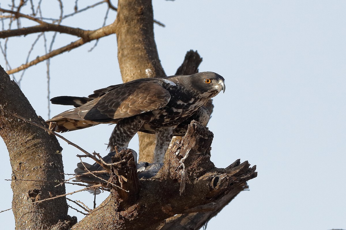 Ayres's Hawk-Eagle - Holger Teichmann