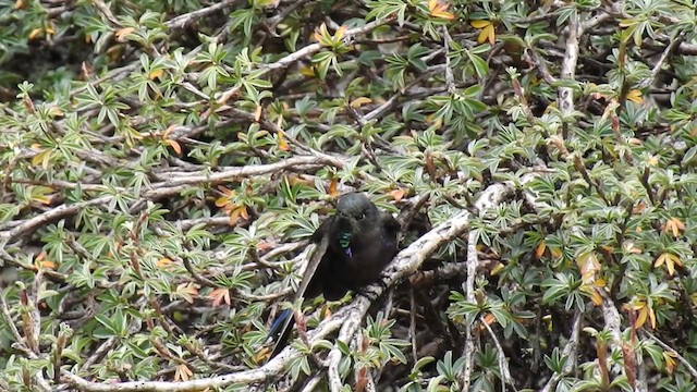 kolibřík modropláštíkový - ML221444651
