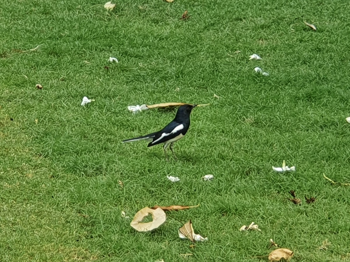 Oriental Magpie-Robin - ML221445551