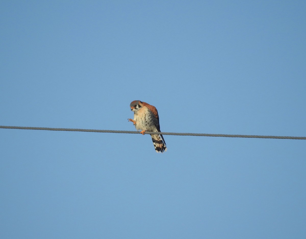 American Kestrel - ML221445631