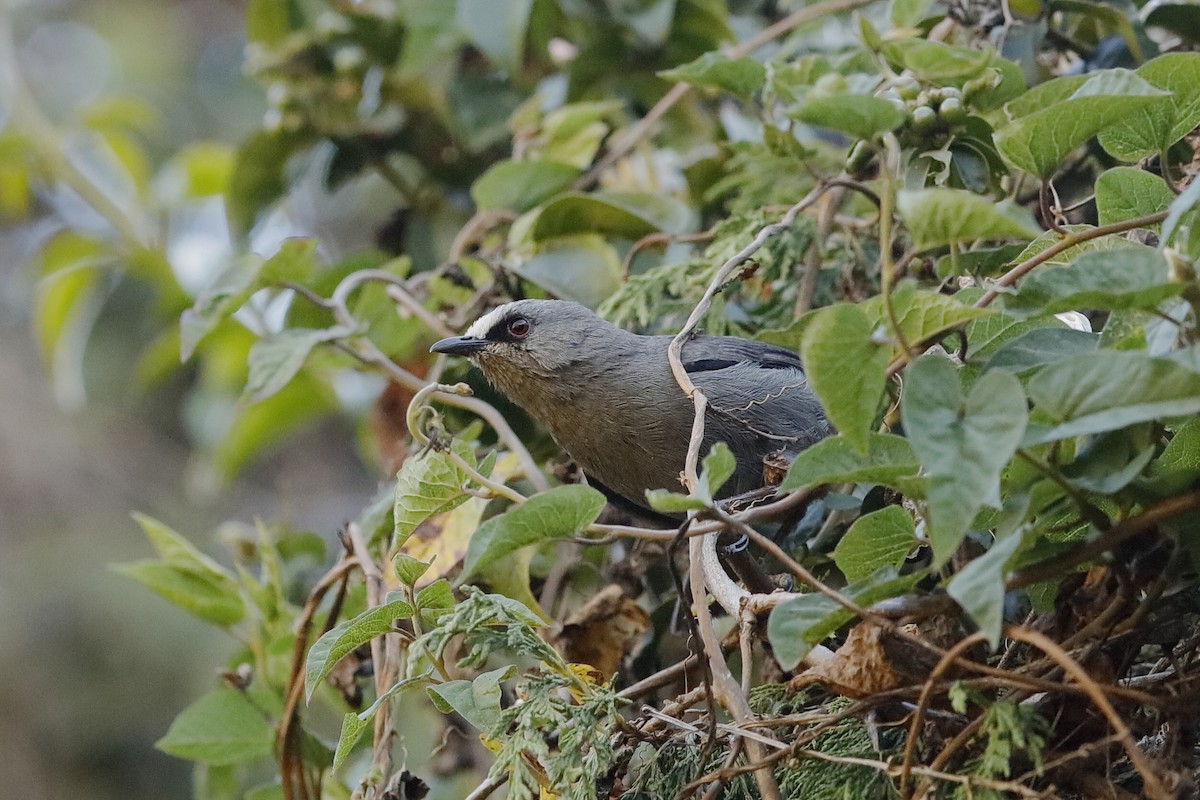 Abyssinian Catbird - Holger Teichmann