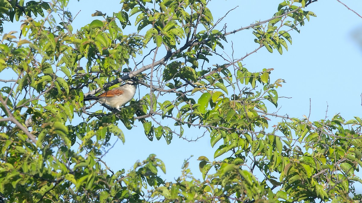 Black-crowned Tchagra - ML221447181