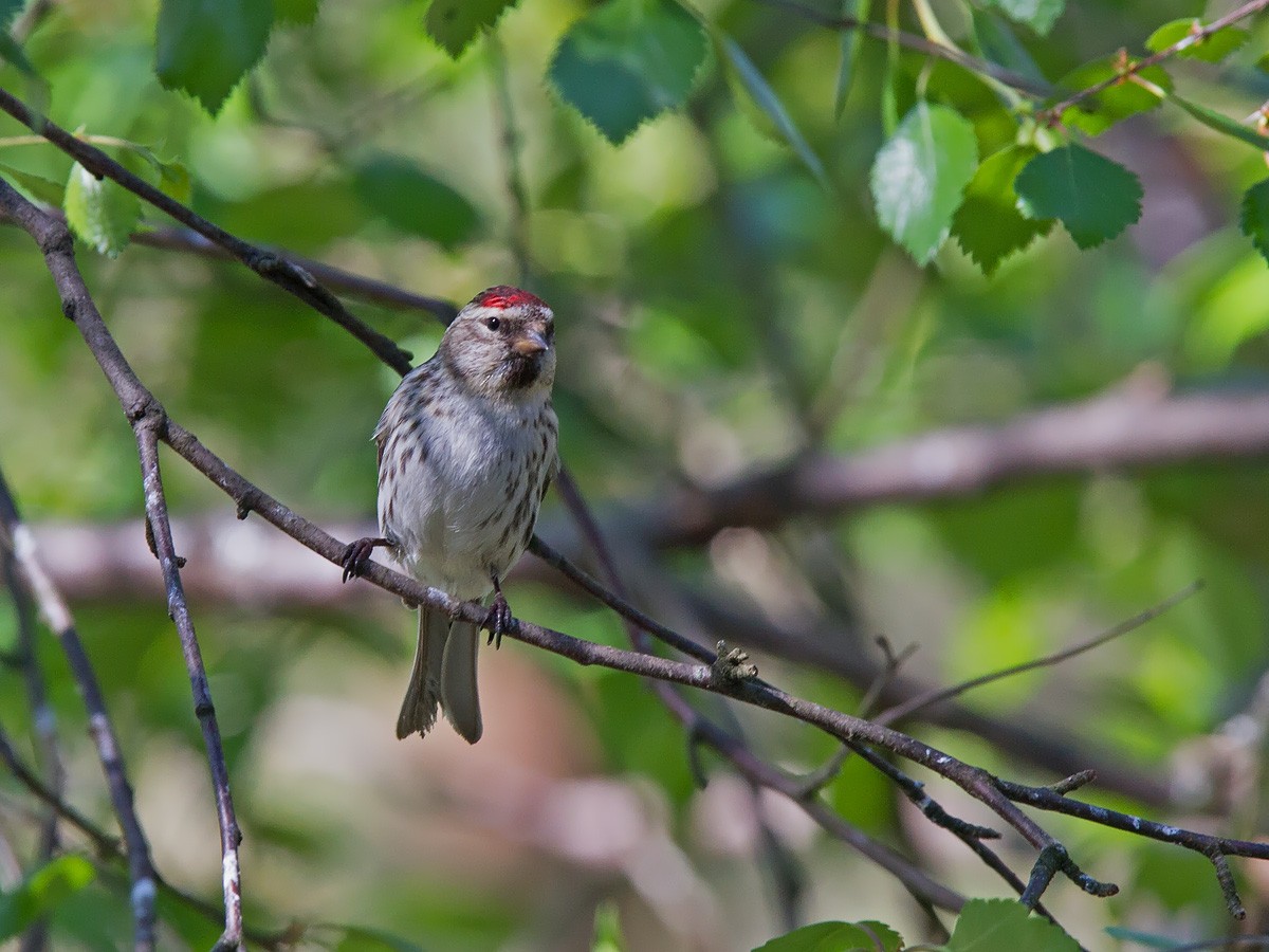 Common Redpoll (flammea) - ML221447351