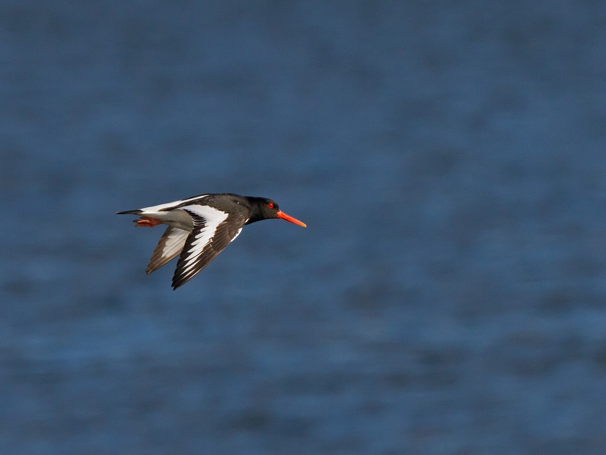 Eurasian Oystercatcher - ML221447951