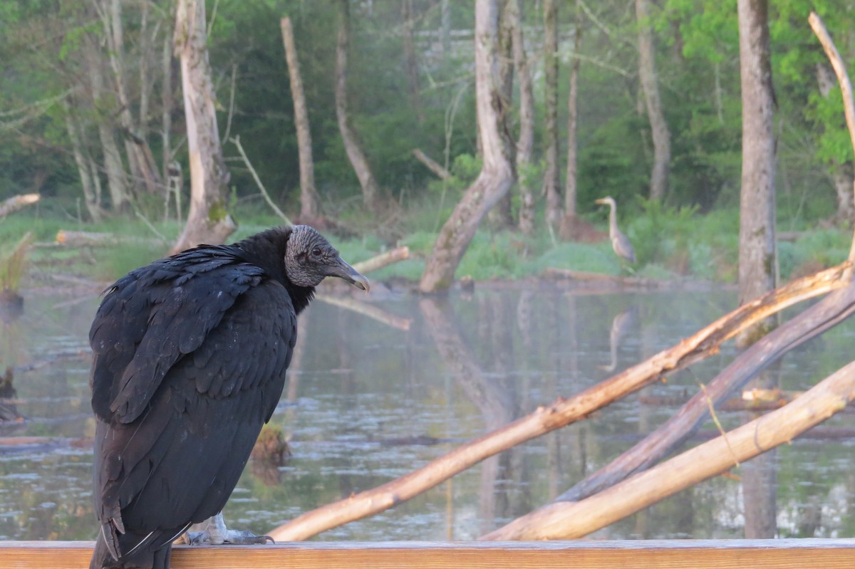 Black Vulture - ML221448021